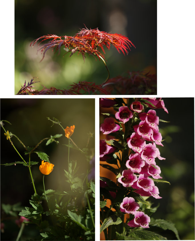 garden plants and flowers