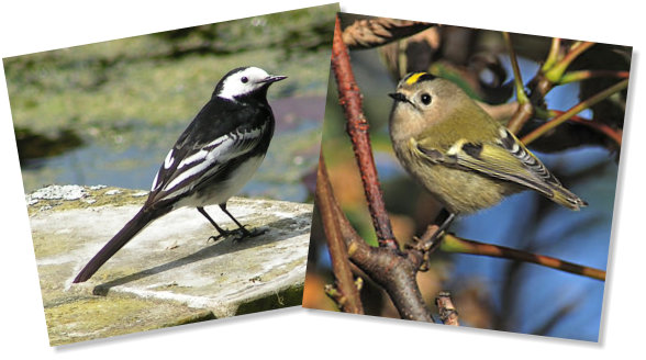 Goldcrest and Wagtail - web photos