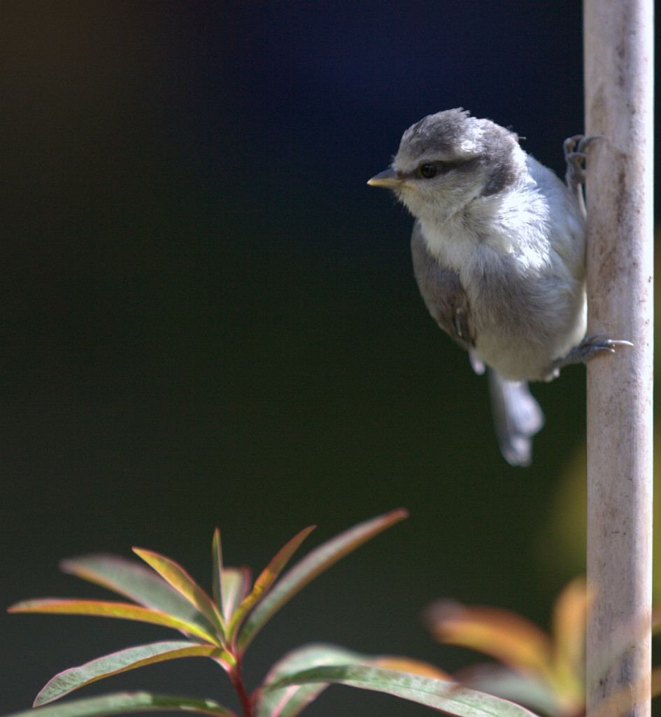 Blue Tit in the Garden - photo