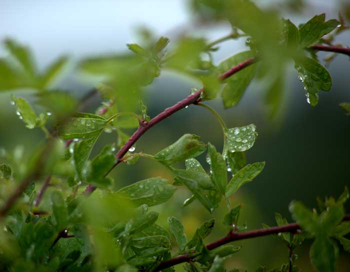 Water droplets on a dreary day - photo