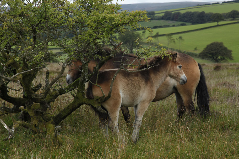 Exmoor Ponies - Photo Mike Finding